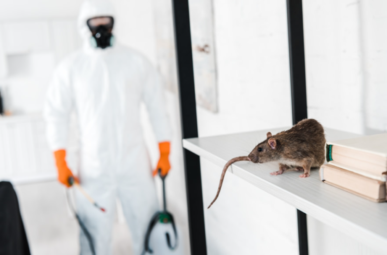 Choosing the Right Exterminators in Chelmsford: Defence Against Pests